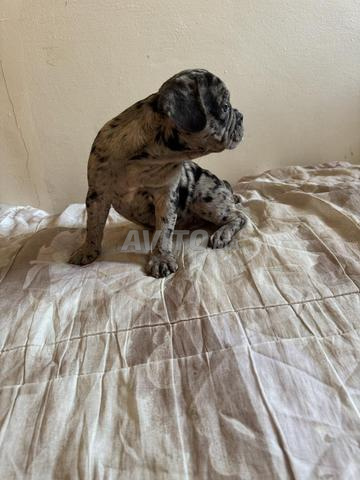Bouledogue français - 2