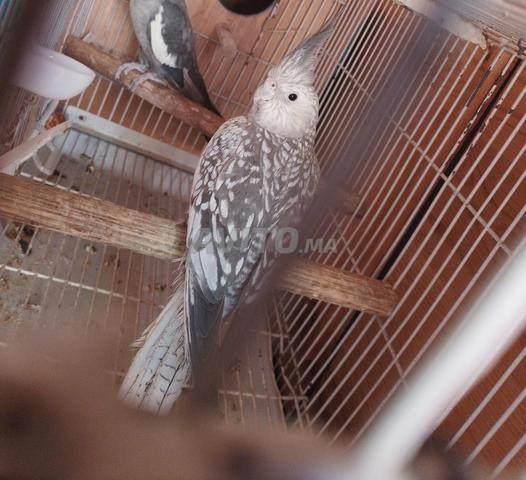 Femelle Calopsitte White Face - 2