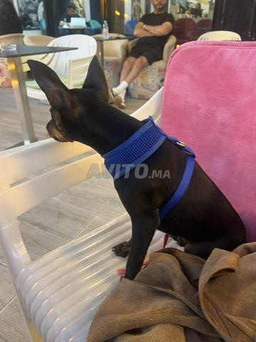 Pinscher nain - 2