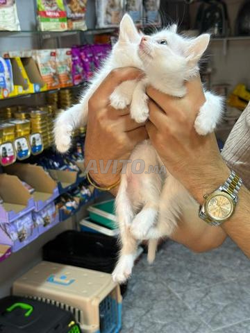 Chaton angora poil court - 2