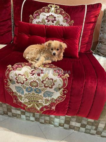 Chihuahua à vendre - 2