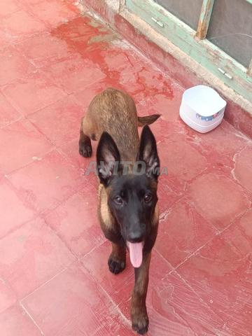 Malinois charbonné et vacciné 4 mois - 2