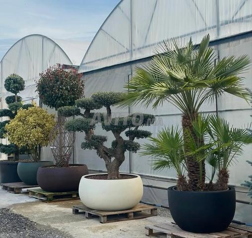 Vente de plantes - 2