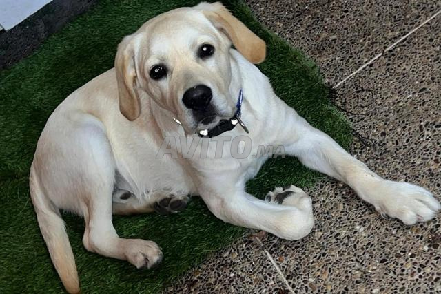 Chien Labrador Mâle - 2