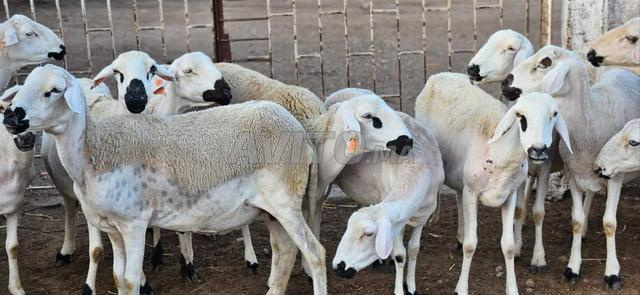 Bon mouton Sardi à vendre
