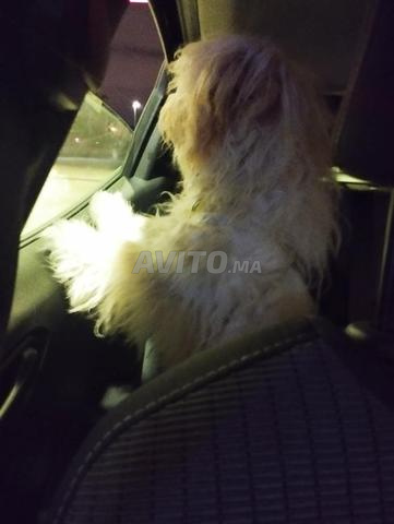 Je veux vendre une femelle Labradoodle de 7 mois - 2