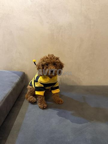 Poodle toy rouge-brun