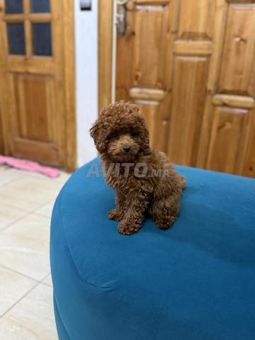 بودل كوب شاي ألعاب صغيرة جداً