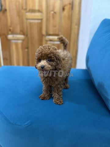بودل كوب شاي ألعاب صغيرة جداً