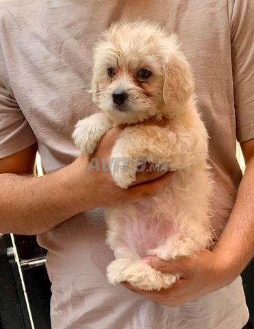 Bichon maltais - 2