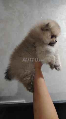 Spitz nain Pomeranian - 2