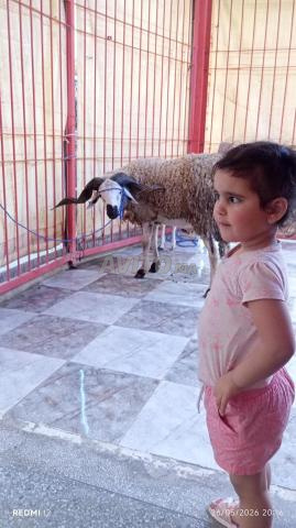 أرض تجارية R4 جاهزة للبناء - 2