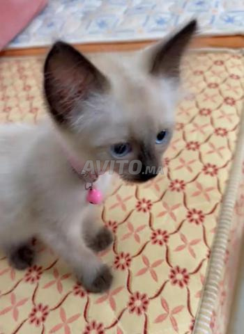 Chats de race siamoise - 2