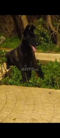 أنثى مالينوا ممتازة فحمية - 2