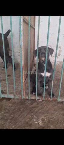 Super femelle Cane Corso grise pedigree