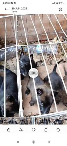 Petits Malinois charboni
