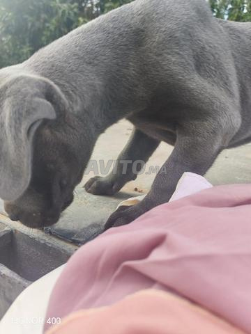 Cane Corso à vendre - 2