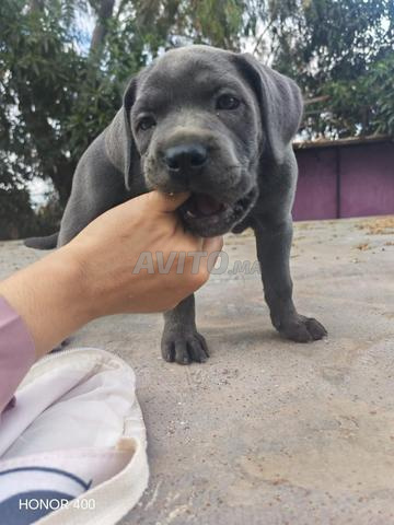 Cane Corso à vendre - 2