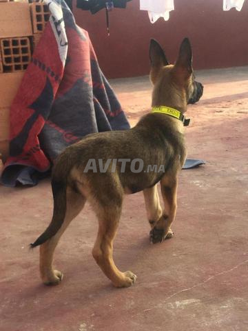 Chien malinois - 2