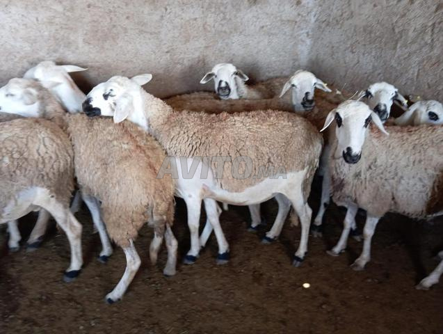 20 bonnes brebis Sardes à vendre