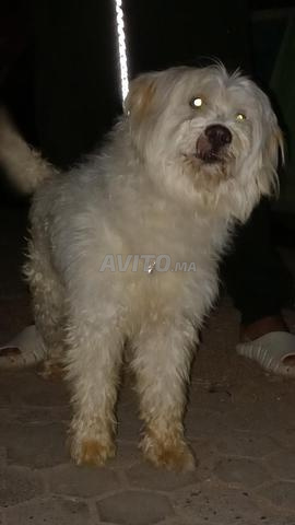 Magnifique chiot Caniche blanc caramel, actif et amusant pour les foyers