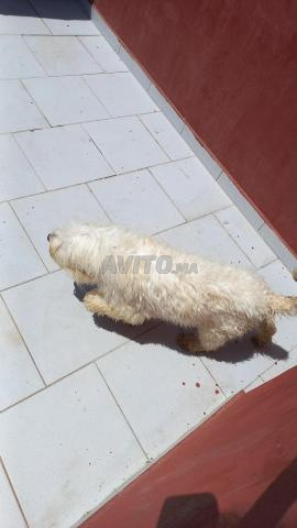 Magnifique chiot Caniche blanc caramel, actif et amusant pour les foyers - 2