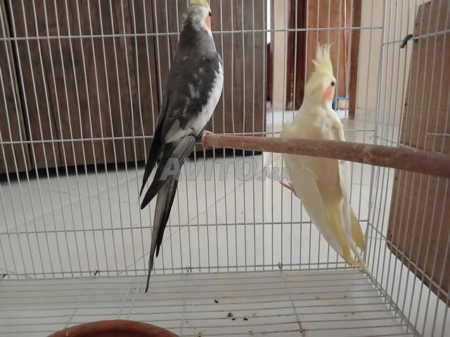 Couple de calopsittes - 2