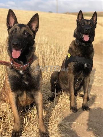 Malinois charbonné - 2