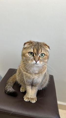 Scottish Fold Golden Shaded - 2
