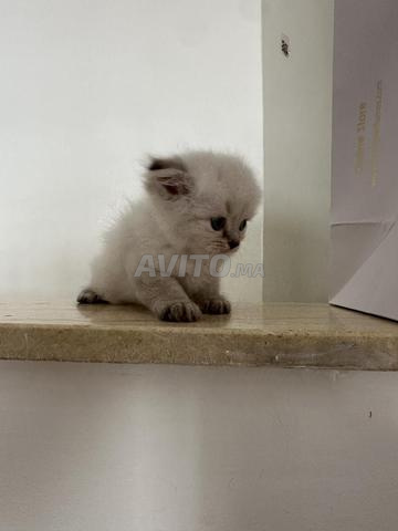 Chatons Scottish Fold à vendre - 2