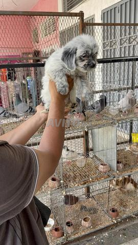 Adorable chiot bichon à vendre - 2