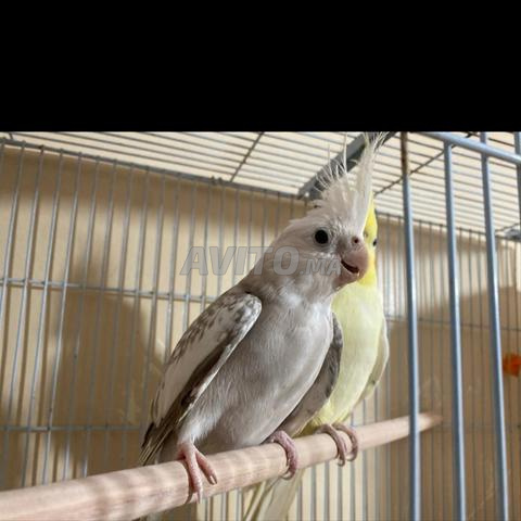Couple de callopsittes avec grande cage