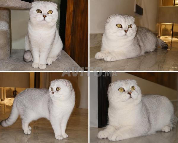 Scottish Fold Silver shaded - 2