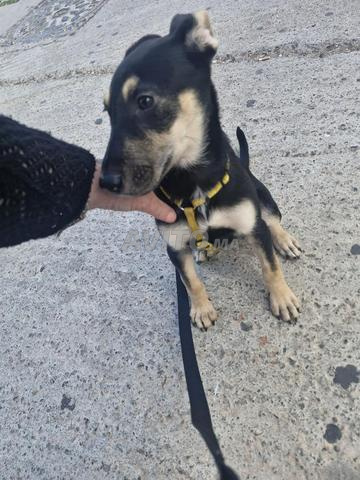 petite chienne 6 mois - 2
