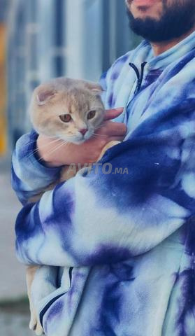 Scottish Fold Golden - 2