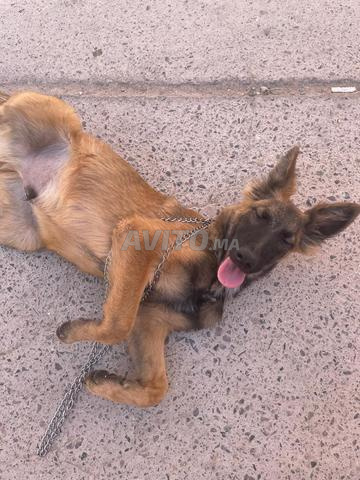 Mâle Malinois avec papiers - 2