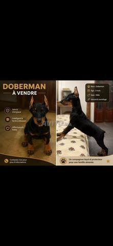 Femelle Doberman âgée de 3 mois