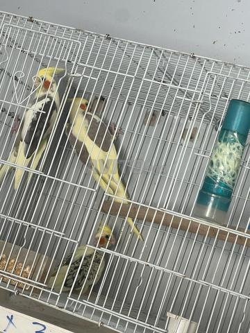 Couple de calopsittes khedama