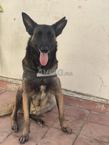 Malinois charbonnés à vendre