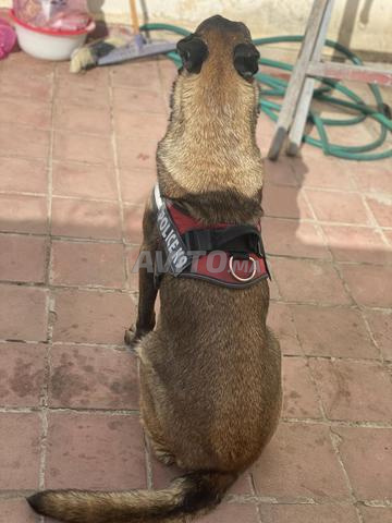 Malinois charbonnés à vendre - 2