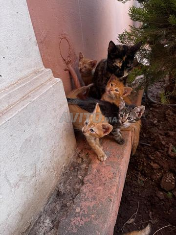 Chatons à adopter - 2