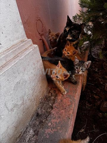 Chatons à adopter