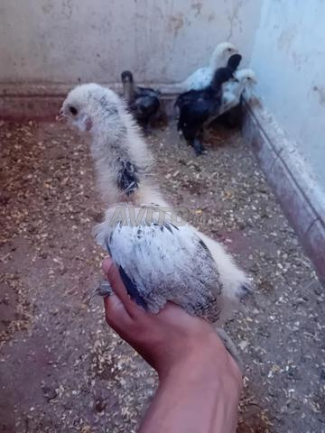 Poussin Brahama - 2
