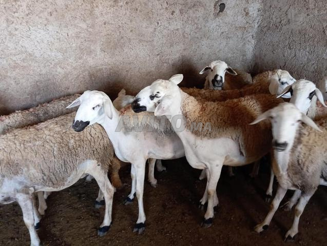 Il y a 20 bonnes brebis Sardi à vendre