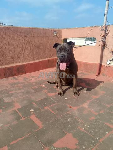 Chiens femelle