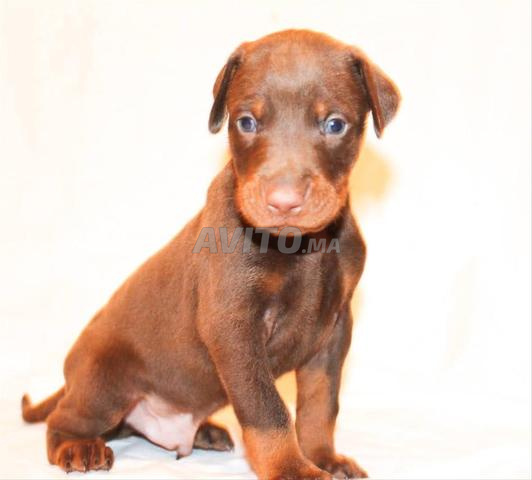 Magnifique chiot Doberman américain - 2