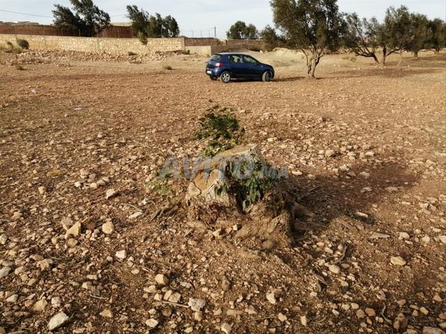 أرض فلاحية للبيع - 2
