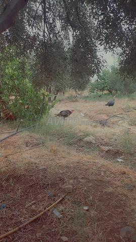 Tazkine Amizmiz El Haouz - 2