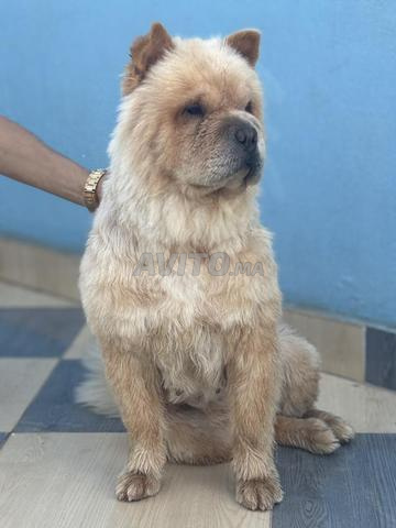 Femelle Chow Chow - 2