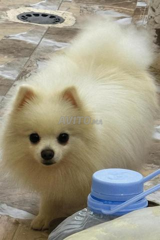 Femelle Spitz Nain Pomeranian - 2